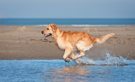 dog running on beach