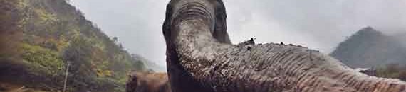 Interesting Photo of the Day: Elephant Reaches for Photographer’s Camera