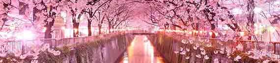 Interesting Photo of the Day: This Beautiful Flower Tunnel Will Leave You Speechless
