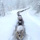 Interesting Photo of the Day: Train of Sheep Brave Harsh Winter Weather