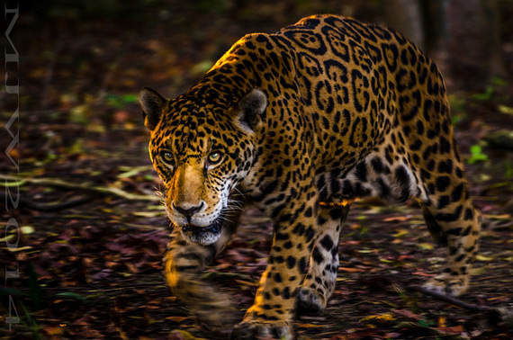 wild animal photography