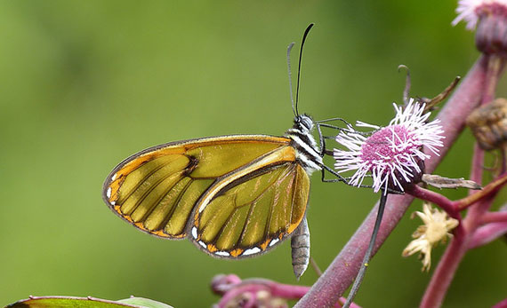 butterfly photography techniques