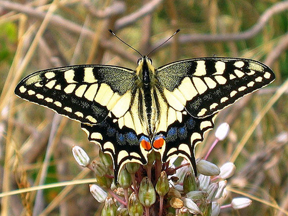 butterfly photo tips