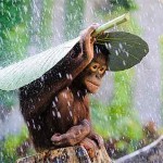 Interesting Photo of the Day: Orangutan in the Rain