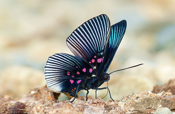 butterfly photography basics