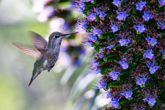 hummingbird flowers