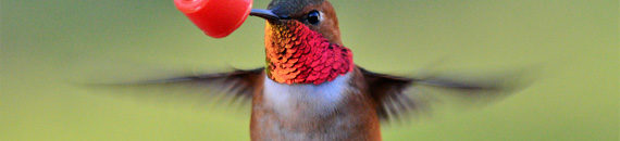 How to Photograph Hummingbirds