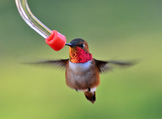 hummingbird photo