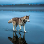 Interesting Photo of the Day: Siberian Husky Walks on Water