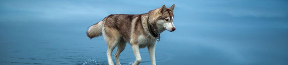 Interesting Photo of the Day: Siberian Husky Walks on Water