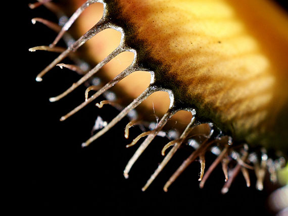 how to take close up macro photos