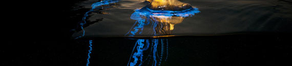 Interesting Photo of the Day: Portuguese Man O’ War