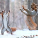 Interesting Photo of the Day: Perfectly Timed Squirrel Photo