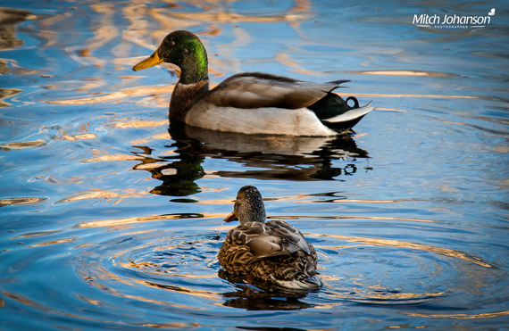 ducks swimming