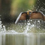 Interesting Photo of the Day: Fly-By Drinking