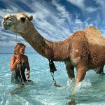 Interesting Photo of the Day: A Camel Enjoys the Indian Ocean