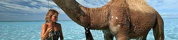 Interesting Photo of the Day: A Camel Enjoys the Indian Ocean