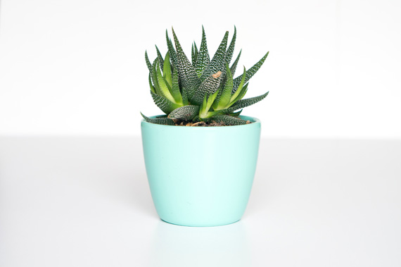 product photo plant