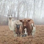 Interesting Photo of the Day: Farm Family Portrait