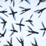 Interesting Photo of the Day: Hummingbird Swarm