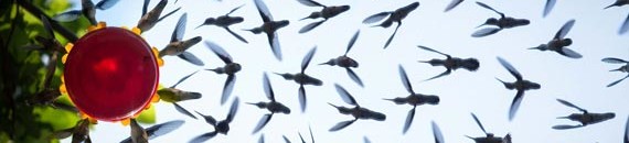 Interesting Photo of the Day: Hummingbird Swarm