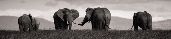 Photographing Endangered Wildlife in Kenya