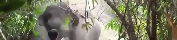 Watch This Photographer Stand Firm Against a Charging Elephant
