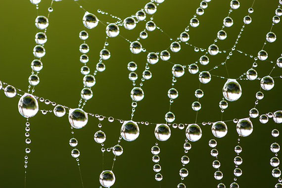 how to photograph macro dew drops