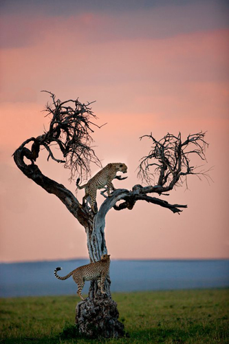 wildlife photography, cheetahs