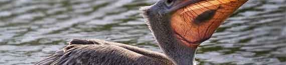 Interesting Photo of the Day: Down the Pelican’s Throat