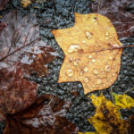Tips for Photographing Autumn Colors
