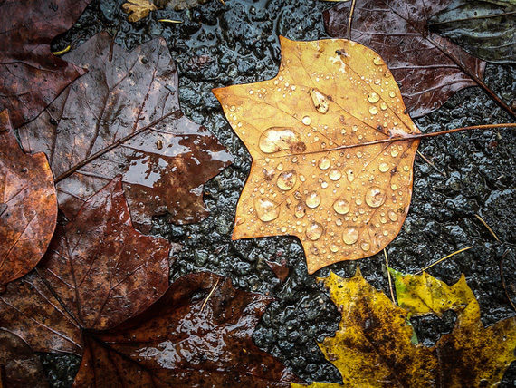 autumn leaf