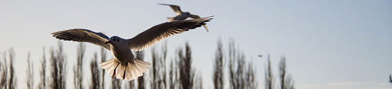 Photographing Birds in Flight