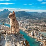 Interesting Photo of the Day: Majestic Mountain Cat