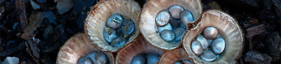 The Mystical World of Mushroom Photography