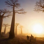 Interesting Photo of the Day: Madagascar Baobab Trees