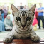 Interesting Photo of the Day: Cat Photobombs Family Picture