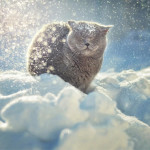 Interesting Photo of the Day: A Majestically Snowy Cat