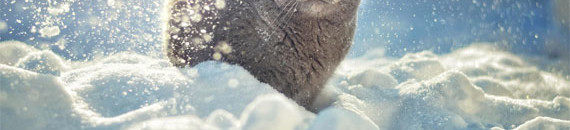 Interesting Photo of the Day: A Majestically Snowy Cat