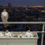 Interesting Photo of the Day: Falcon Family Moves into Chicago Man’s Balcony