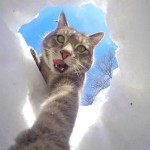 Interesting Photo of the Day: A Cat Taking a Selfie