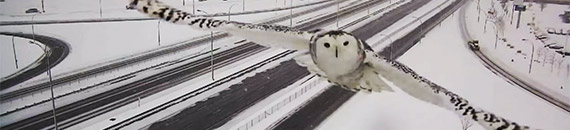 Canadian Traffic Camera Accidentally Films Snowy Owl In Flight