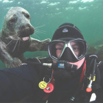 Interesting Photo of the Day: A Seal Selfie… a Sealfie?