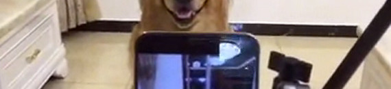 This Dog Smiles Adorably for the Camera, Right on Cue