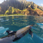 Interesting Photo of the Day: The Dolphins of Na Pali Coast