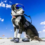 Interesting Photo of the Day: Piper the Airport Guard Dog