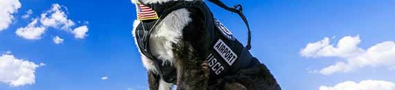 Interesting Photo of the Day: Piper the Airport Guard Dog