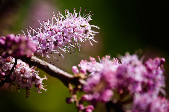 floral close up