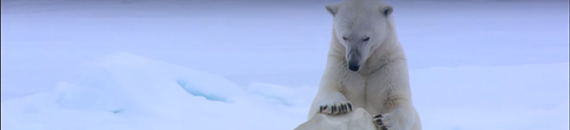 These Polar Bears Are Dead Set on Destroying BBC’s Spy Cameras