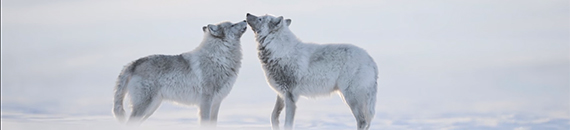 Amazing Use of White Balance in Arctic Wildlife Photography